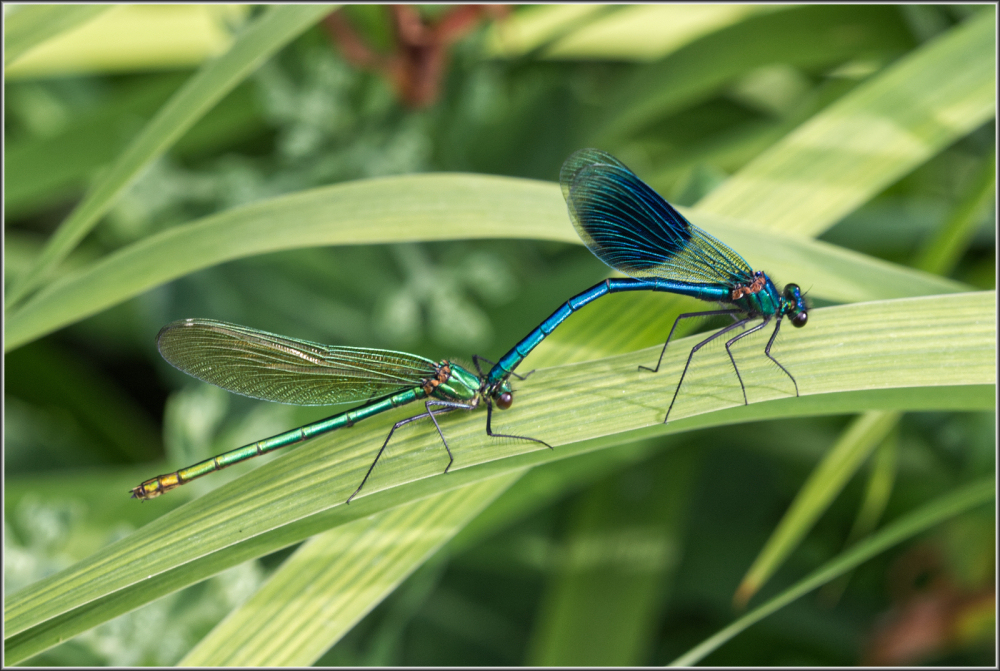 Dating Demoiselles